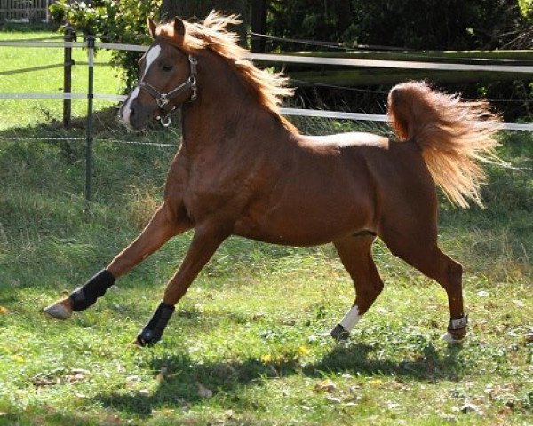 Deckhengst Tingel Tangel Bob (Welsh Pony (Sek.B), 2009, von Tizian)