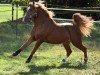 stallion Tingel Tangel Bob (Welsh-Pony (Section B), 2009, from Tizian)