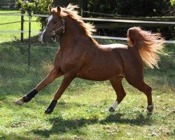 Deckhengst Tingel Tangel Bob (Welsh Pony (Sek.B), 2009, von Tizian)