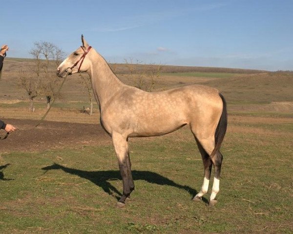 horse Keljata (Akhal-Teke, 2012, from Gench)