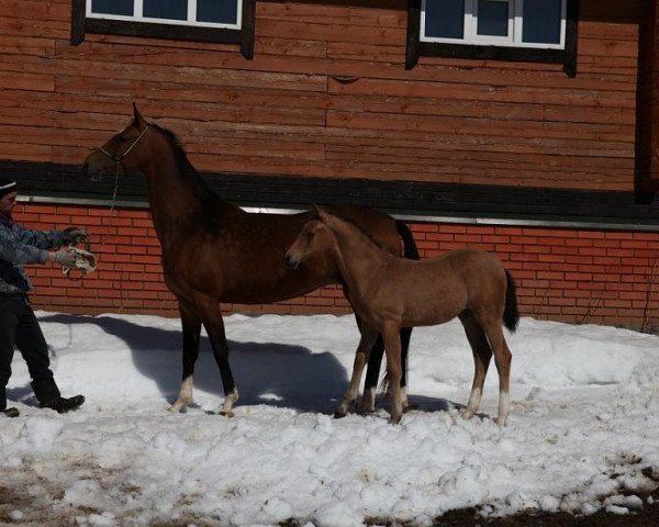 horse Gjuldschan-Shah (Akhal-Teke, 2013, from Gaisan)