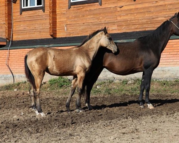 Pferd Agala-Shah (Achal Tekkiner, 2013, von Salamat-Shah)