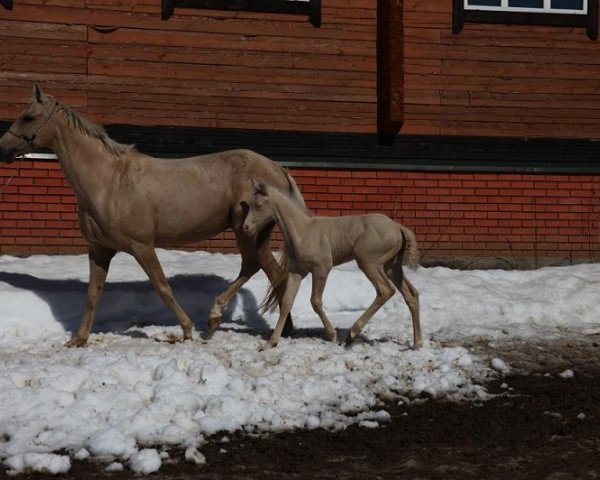 horse Sarmat-Shah (Akhal-Teke, 2013, from Salamat-Shah)