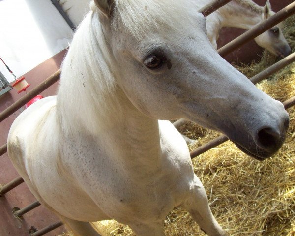 Pferd Jessie 27 (Deutsches Reitpony, 1996)