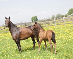 horse Rubai-Shah (Akhal-Teke, 2012, from Rabat)