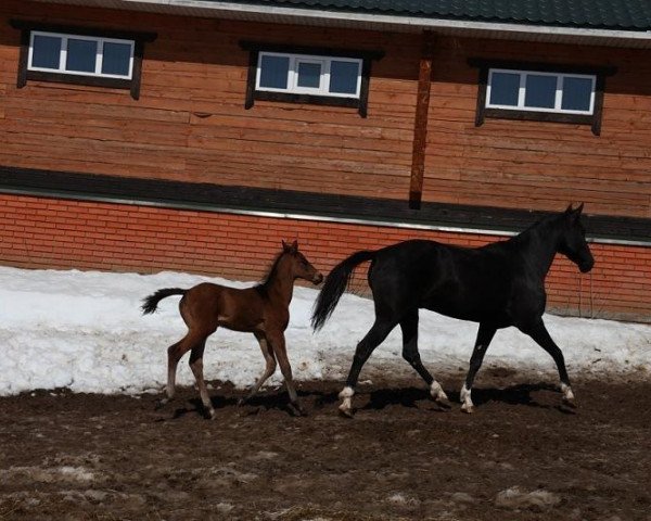 horse Gurlan-Shah (Akhal-Teke, 2013, from Galaly)