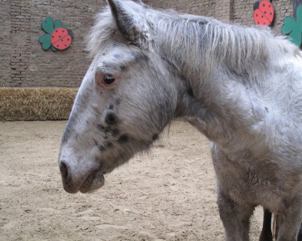 Pferd Karlson (Niederländisches Pony, 2006)