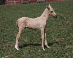 horse Gedem-Shah (Akhal-Teke, 2012, from Galaly)