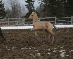 horse Galar-Shah (Akhal-Teke, 2012, from Galaly)