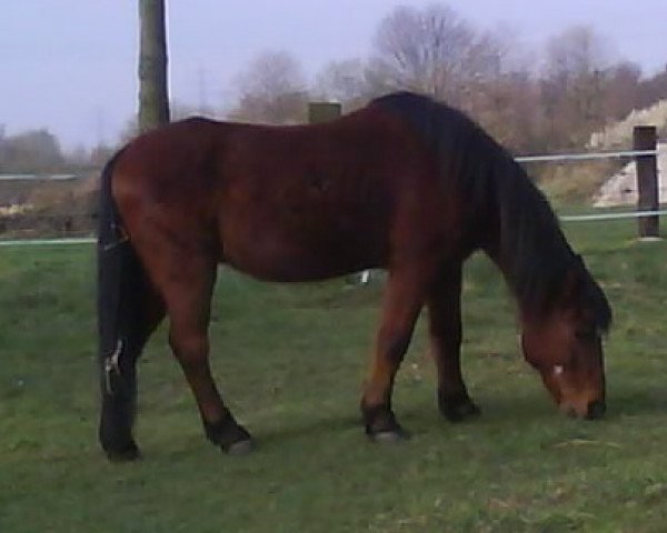 Pferd Nico 872 (Deutsches Reitpony, 1978)