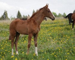 horse Belek-Shah (Akhal-Teke, 2012, from Galaly)