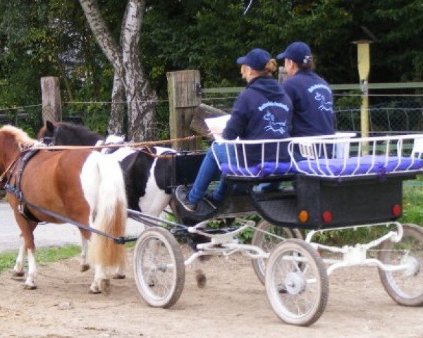 dressage horse Billy (German Riding Pony, 1997)