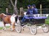 dressage horse Billy (German Riding Pony, 1997)