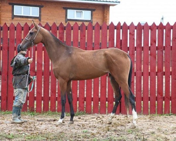 horse Schagri (Akhal-Teke, 2011, from Shakhid)