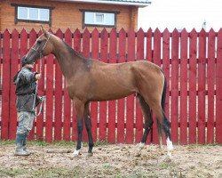 horse Schagri (Akhal-Teke, 2011, from Shakhid)