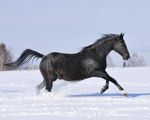 broodmare Simfonia (Akhal-Teke, 2000, from Maksut 2)