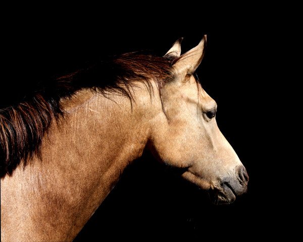 dressage horse Duke of Thunder (German Riding Pony, 2011, from Der feine Lord AT)