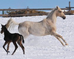 broodmare Rowana (Akhal-Teke, 2004, from Piastr)