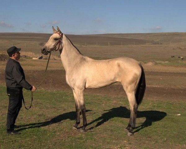 Pferd Mansura (Achal Tekkiner, 2011, von Shakhid)