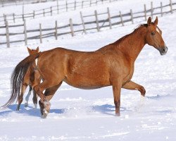 broodmare Mamali (Akhal-Teke,  , from Maksut 2)