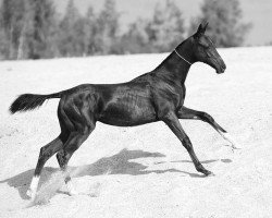 horse Karaedel-Geli (Akhal-Teke, 2011, from Tokhtamysh)