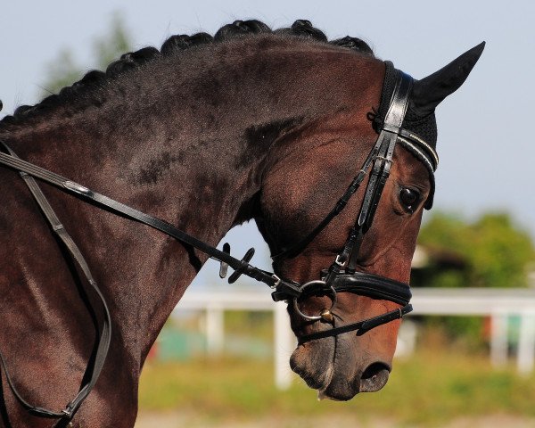 dressage horse Bellevue 2 (Austrian Warmblood, 2006, from Don Marco 3)