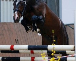 Deckhengst Big De‘Longhi (Deutsches Reitpony, 2010, von Big-Boy V MF)