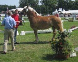 broodmare Herzilein (Rhenish-German Cold-Blood, 2010, from Hartmut)