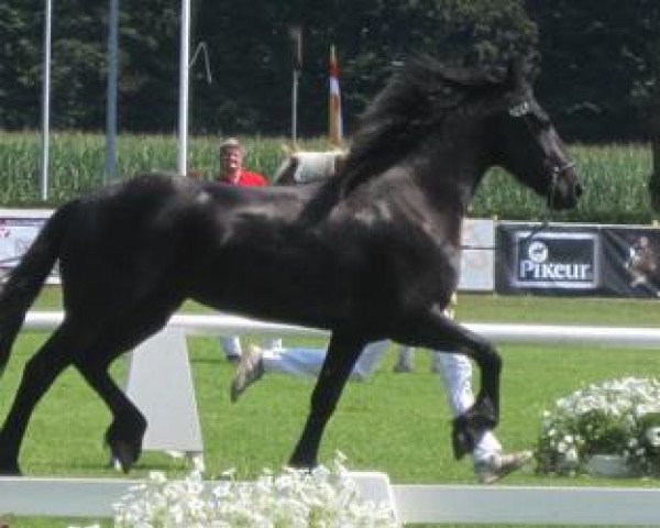broodmare Ria (Friese, 2010, from Rico)