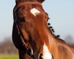 jumper Goldplay (Hanoverian, 2006, from Converter I)