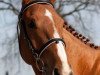 horse Lester 195 (German Warmblood, 2006, from Langer Jan)