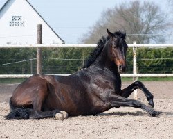 dressage horse Don Dolex (Oldenburg, 2010, from Doolittle)