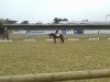 dressage horse Giro L (Rhinelander, 2008, from Geronimo B)