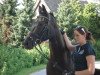 dressage horse Santanus (Westphalian, 2007, from Sir Donnerhall I)