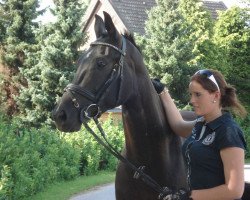 dressage horse Santanus (Westphalian, 2007, from Sir Donnerhall I)