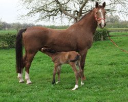 broodmare Estonia (Westphalian, 1992, from Ehrentusch)