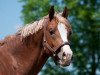 stallion Barrichello B (German Riding Pony, 2009, from Benevito HS)