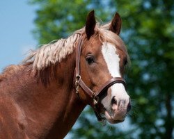 Springpferd Barrichello B (Deutsches Reitpony, 2009, von Benevito HS)