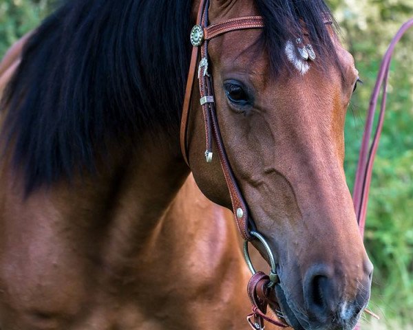 Springpferd Mr. Eddison (Holsteiner, 2009, von Acord)