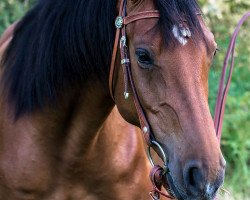 Pferd Mr. Eddison (Holsteiner, 2009, von Acord)