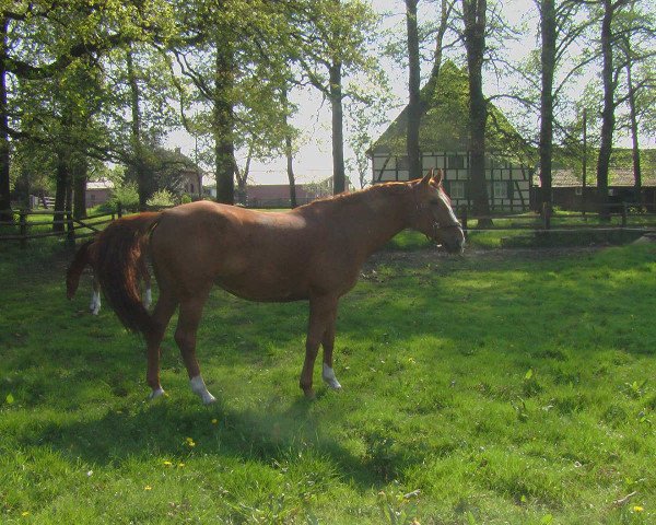 broodmare Davina (Westphalian, 1997, from Damenstolz)