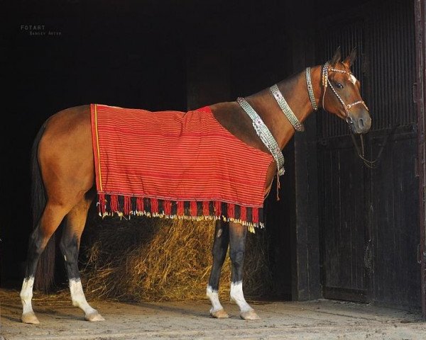 Zuchtstute Gerkana-Shah (Achal Tekkiner, 2007, von Galaly)