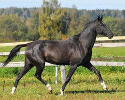 broodmare Gensilik (Akhal-Teke, 2007, from Saivan)