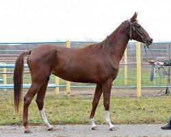 horse Anketa (Akhal-Teke, 2010, from Gecheli)