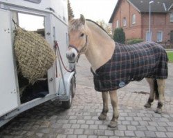 horse Swante (Fjord Horse, 2009, from Solbjør Borken)