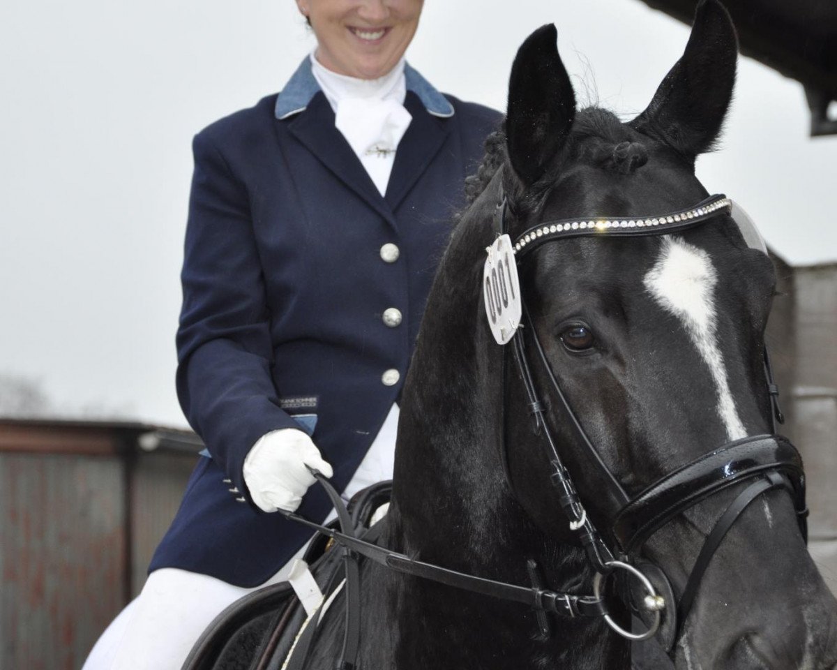 stallion Rubioso Noir (Bavarian, 2002, from Rubioso N)