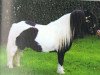 stallion Lythwood Bambi (Shetland pony (under 87 cm), 1991, from Stranduff Starling)