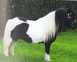 stallion Lythwood Bambi (Shetland pony (under 87 cm), 1991, from Stranduff Starling)