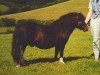 Deckhengst Kerswell Musketeer (Shetland Pony (unter 87 cm), 1989, von Vorden Picea)