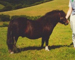 stallion Kerswell Musketeer (Shetland pony (under 87 cm), 1989, from Vorden Picea)